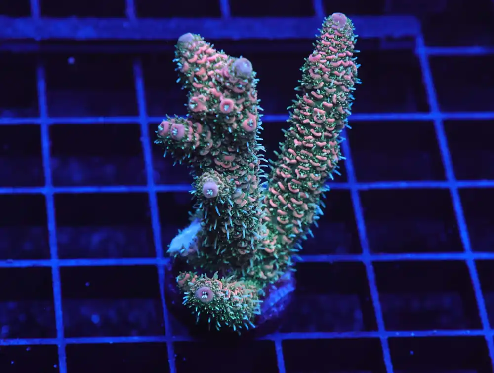 E83 – INDO ACRO PREMIUM MILLE CULTURED - Saltwater