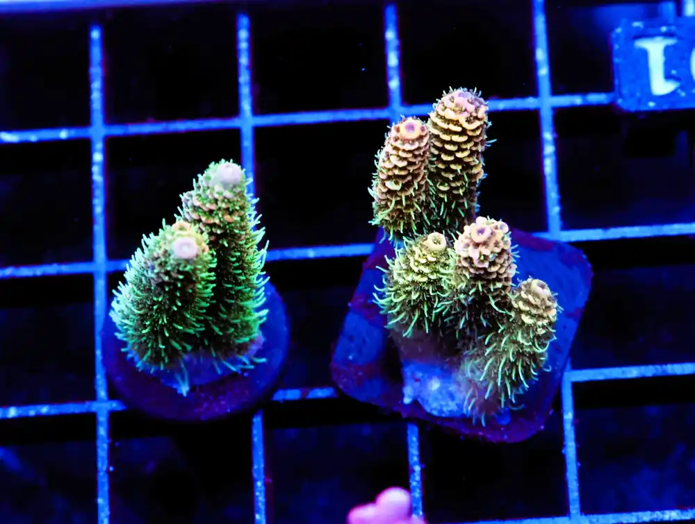 E91 – INDO ACRO PREMIUM CULTURED - Saltwater
