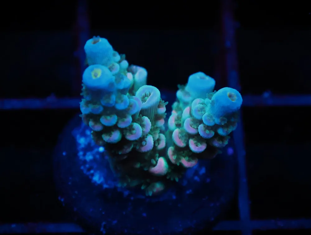 C281 – SDC ACROPORA ASST. TENUIS - Saltwater