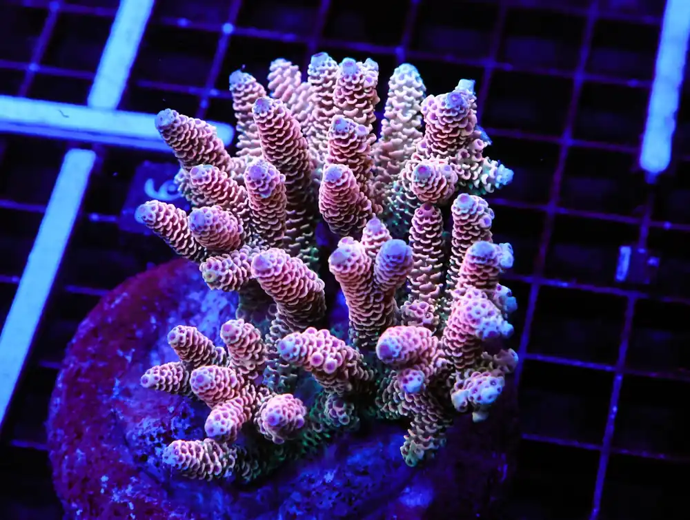 E95 – - Saltwater
