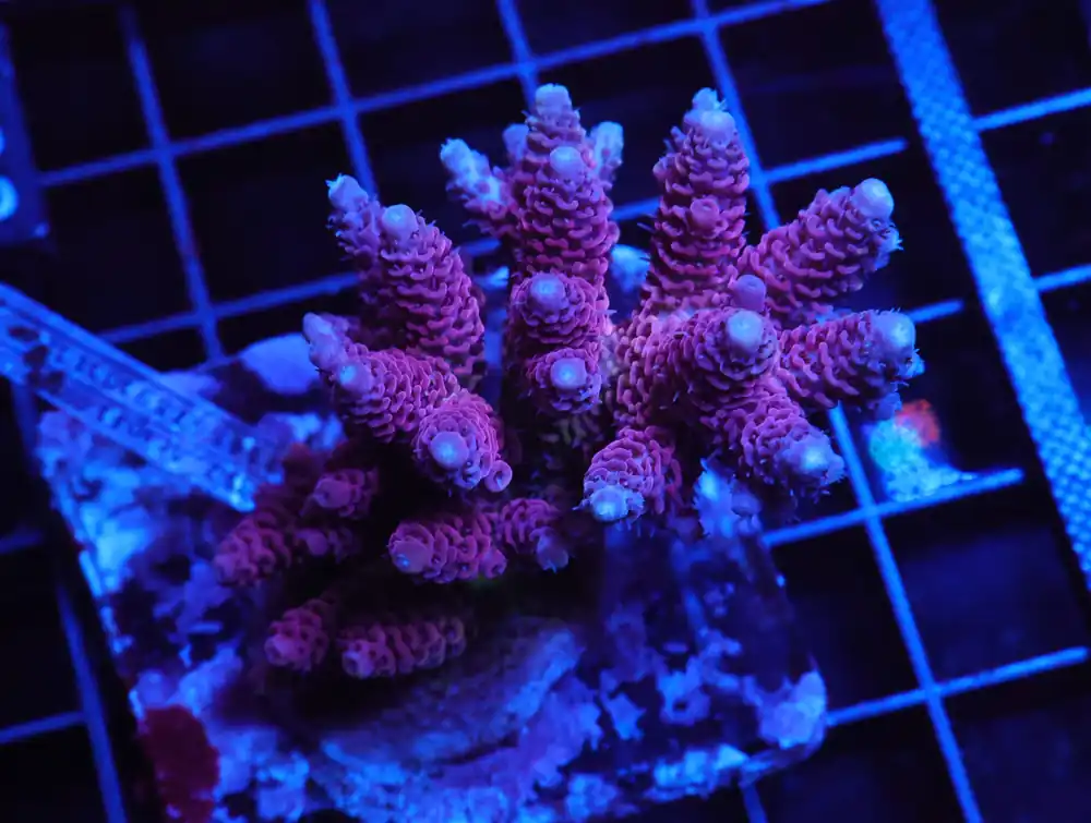 E102 – INDO ACRO RASPBERRY MILLE CULTURED - Saltwater