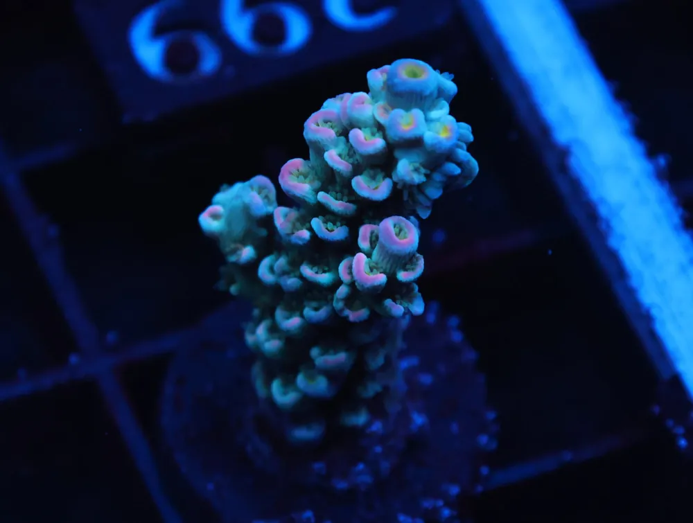 C299 – SDC ACROPORA ASST. PREMIUM TENUIS - Saltwater