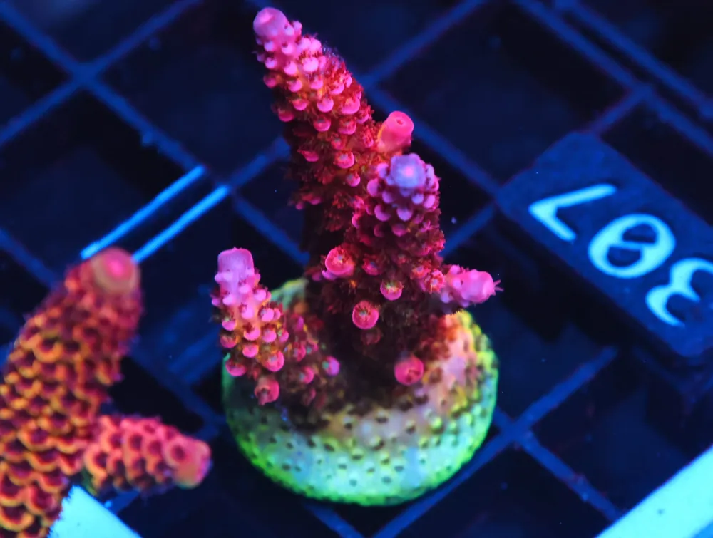 C307 – - Saltwater