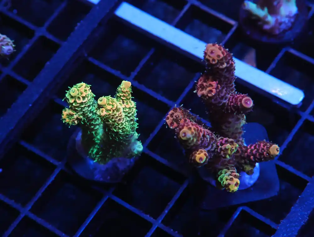 E158 – 3PK INDO ACRO PREMIUM MILLE CULTURED - Saltwater