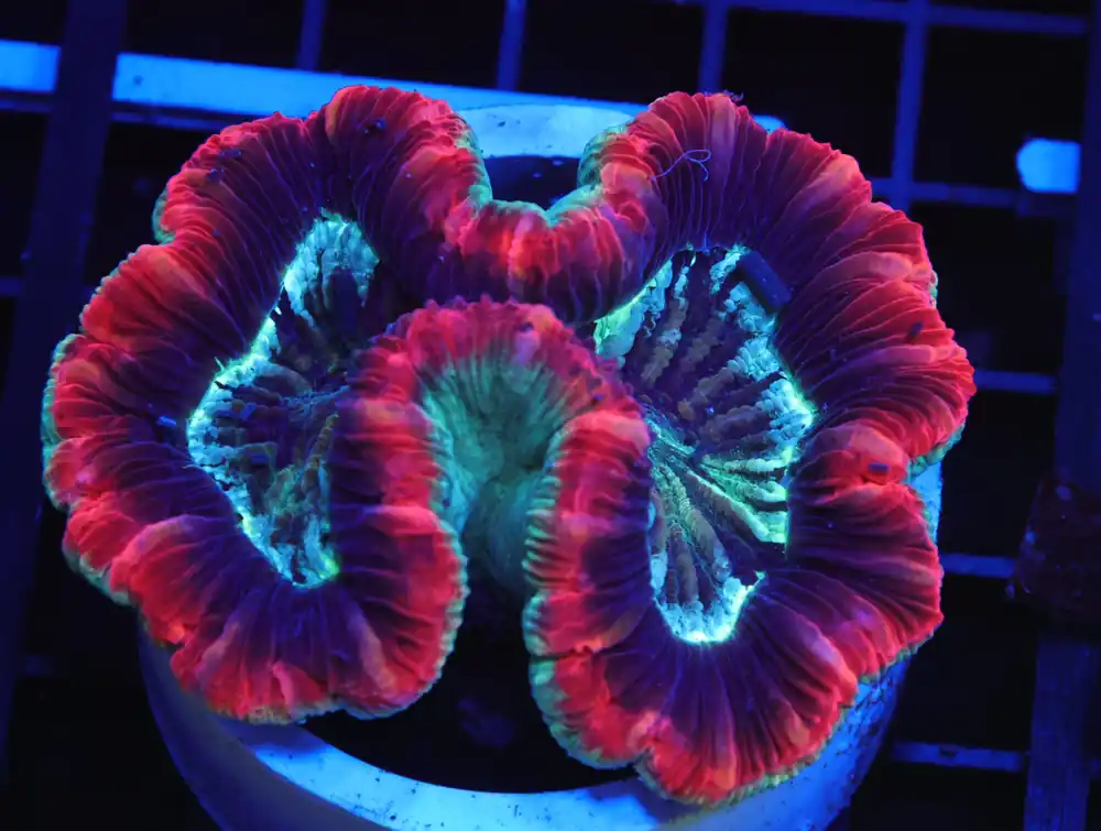 B127 – SUNSET RIM TRACHY - Furnace B : Amazing variety of awesome corals every week!