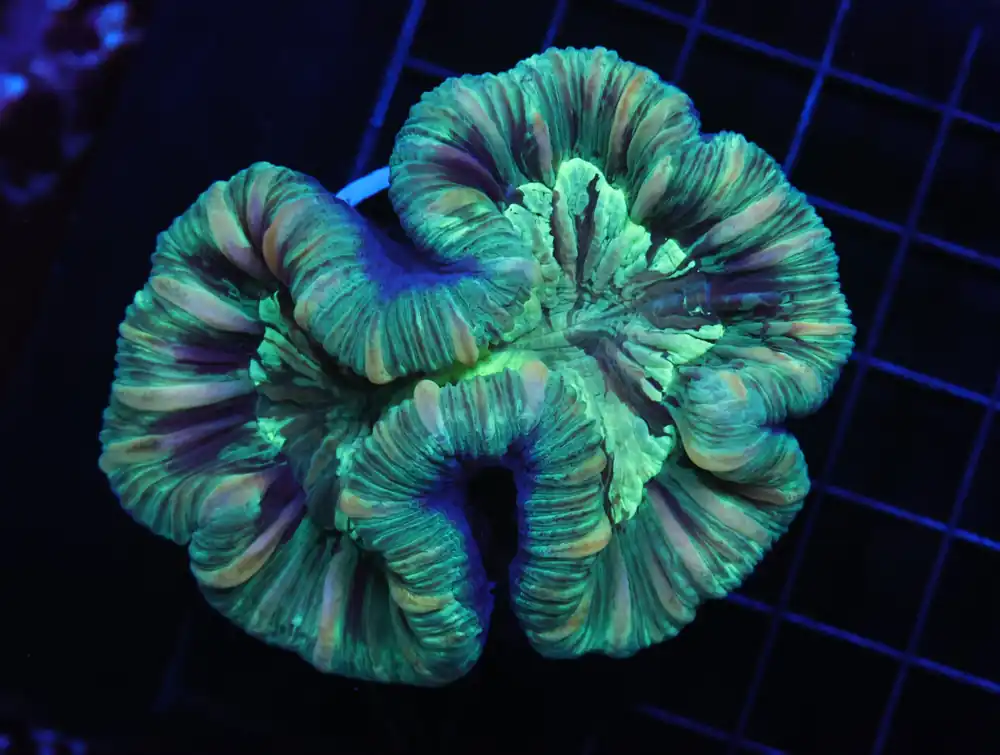 H51 – MINT SWIRL TRACHY - Saltwater