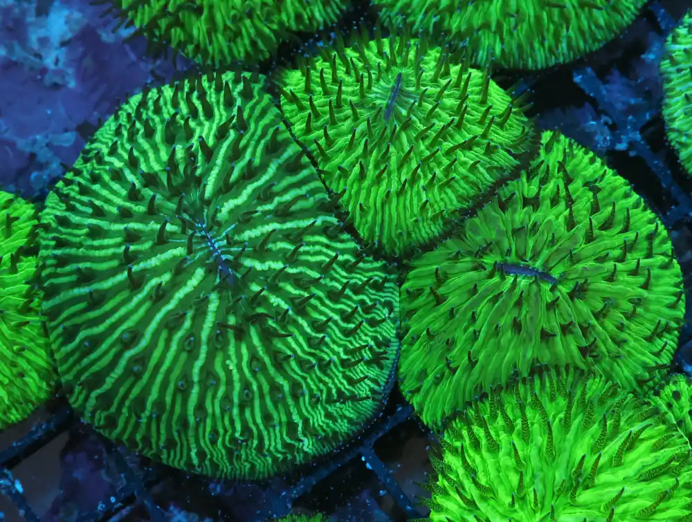 Fungia Coral; Green; Metallic; Aust – Fungia sp - Corals