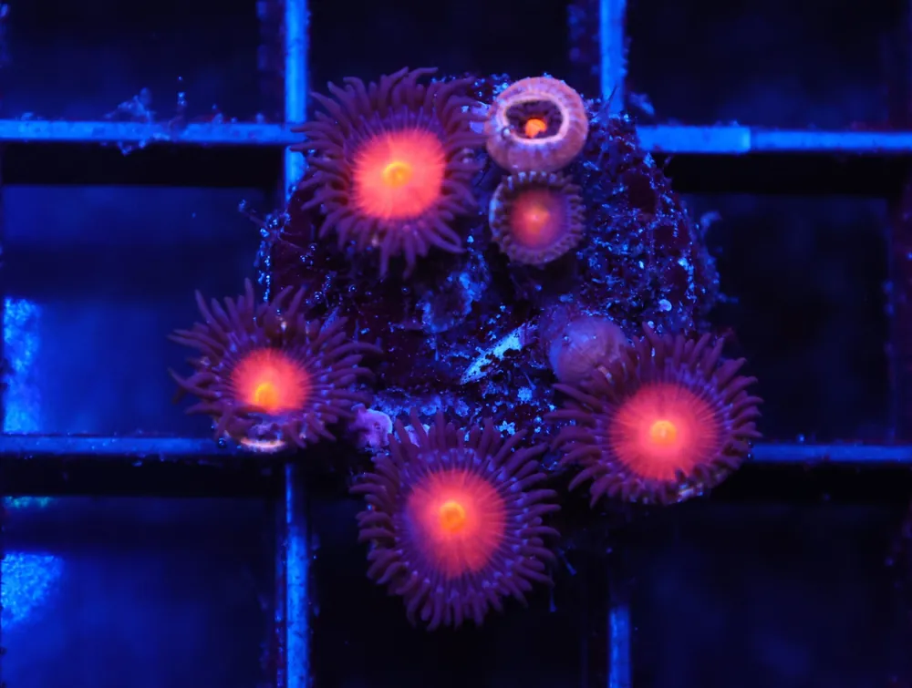 C81 – WWC BURNING MAN ZOA - Saltwater