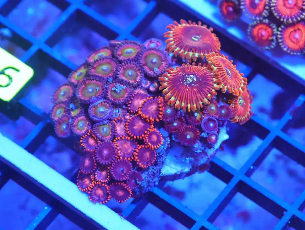 X16 – INDO ULTRA COMBO ZOA CULTURED - Saltwater