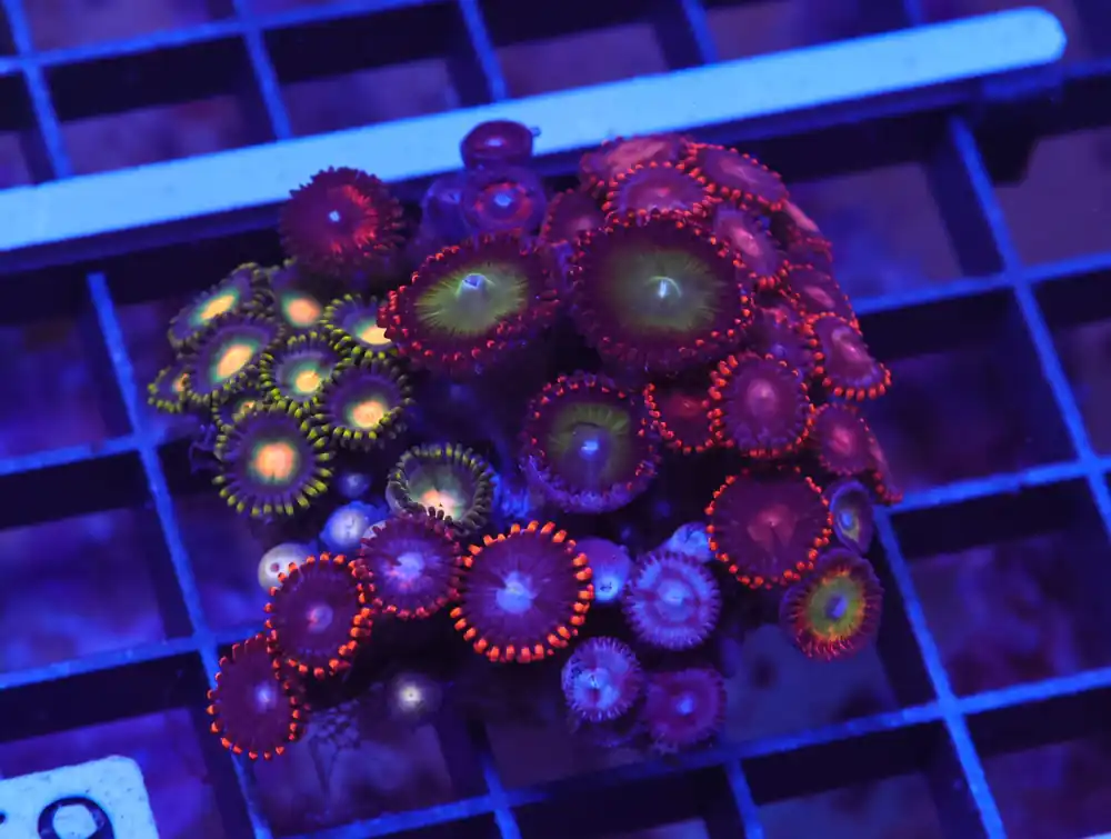 X59 – INDO ULTRA COMBO ZOA CULTURED - Saltwater