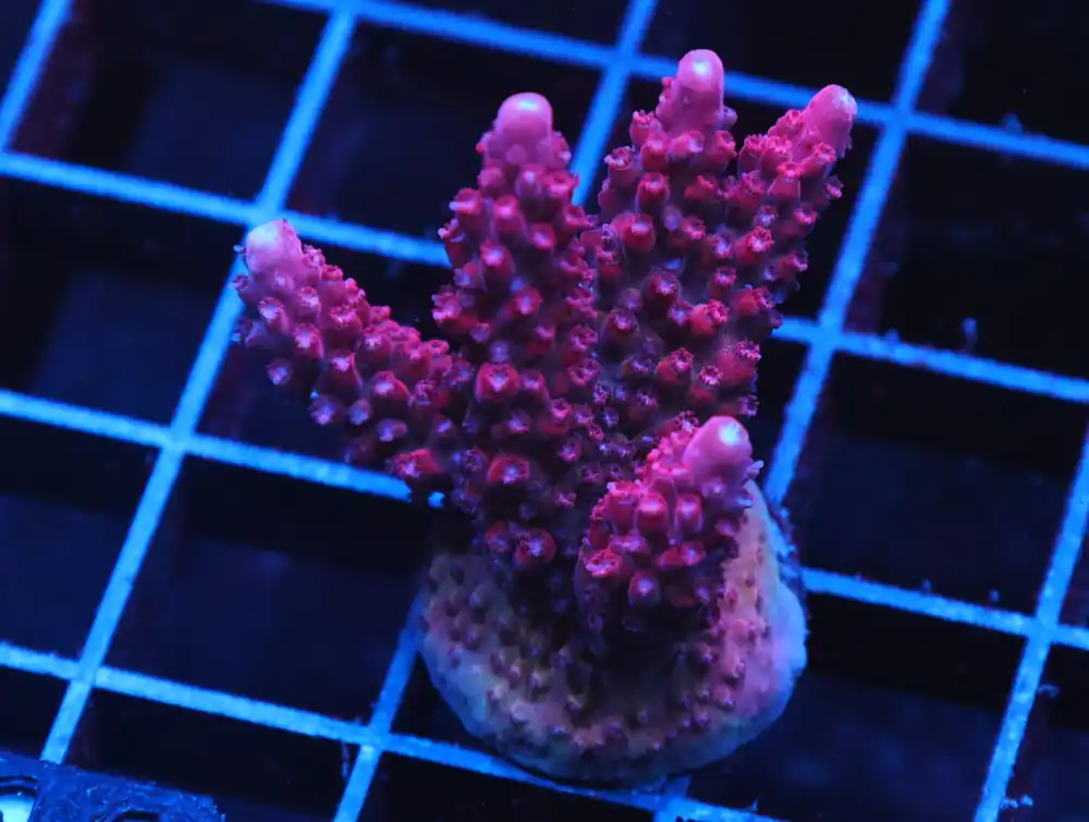 C114 – SDC MARTIAN SUNSET ACRO XL FRAG - Saltwater