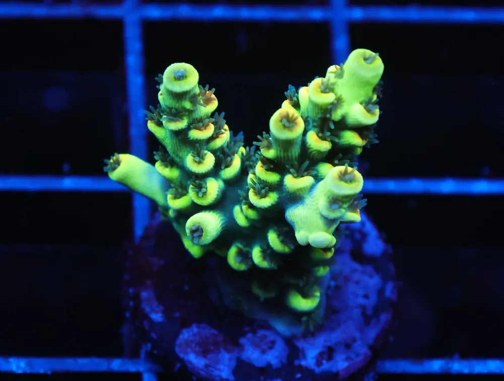 C117 – SDC ABBA ZABBA ACRO TENUIS - Saltwater
