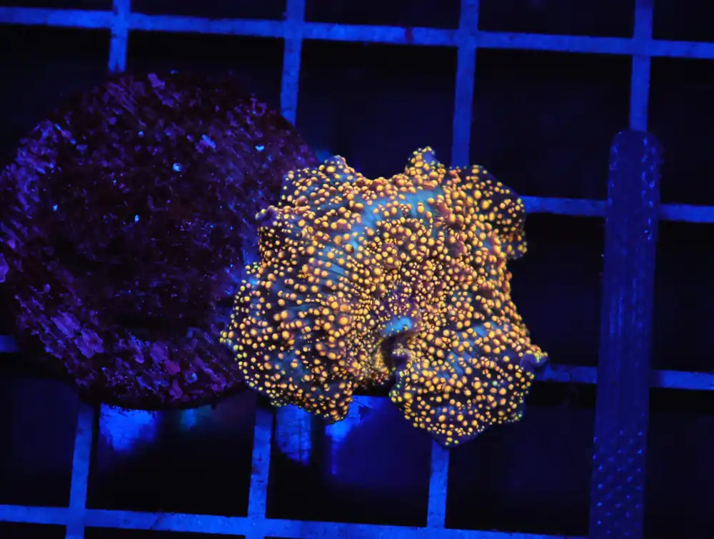 B132 – INTERSTELLAR DISCO MUSHROOM CULTURED - Furnace B : Amazing variety of awesome corals every week!