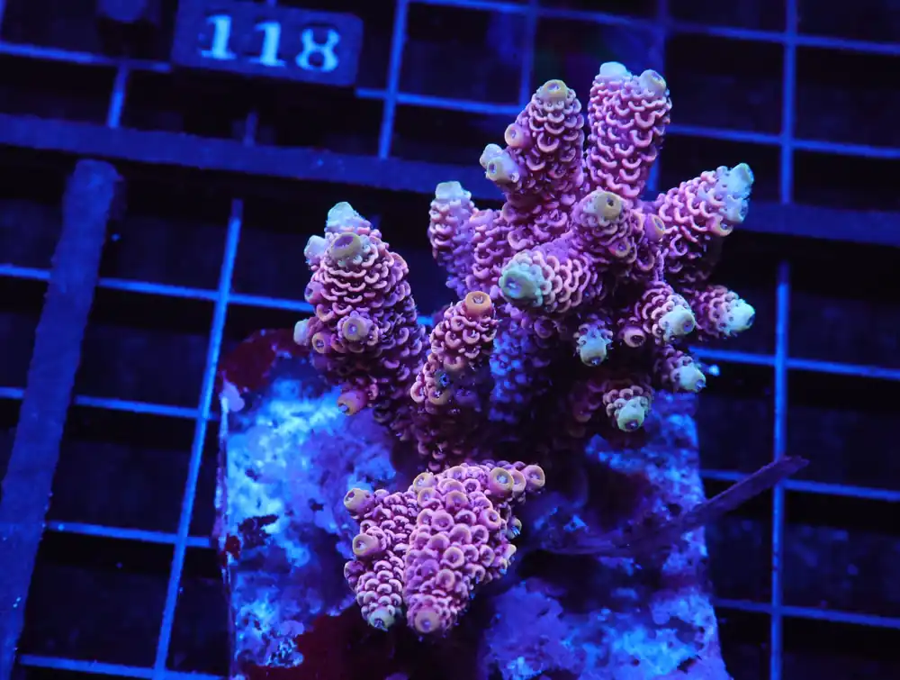 E113 – INDO ACRO PINK MILLE CULTURED - Saltwater