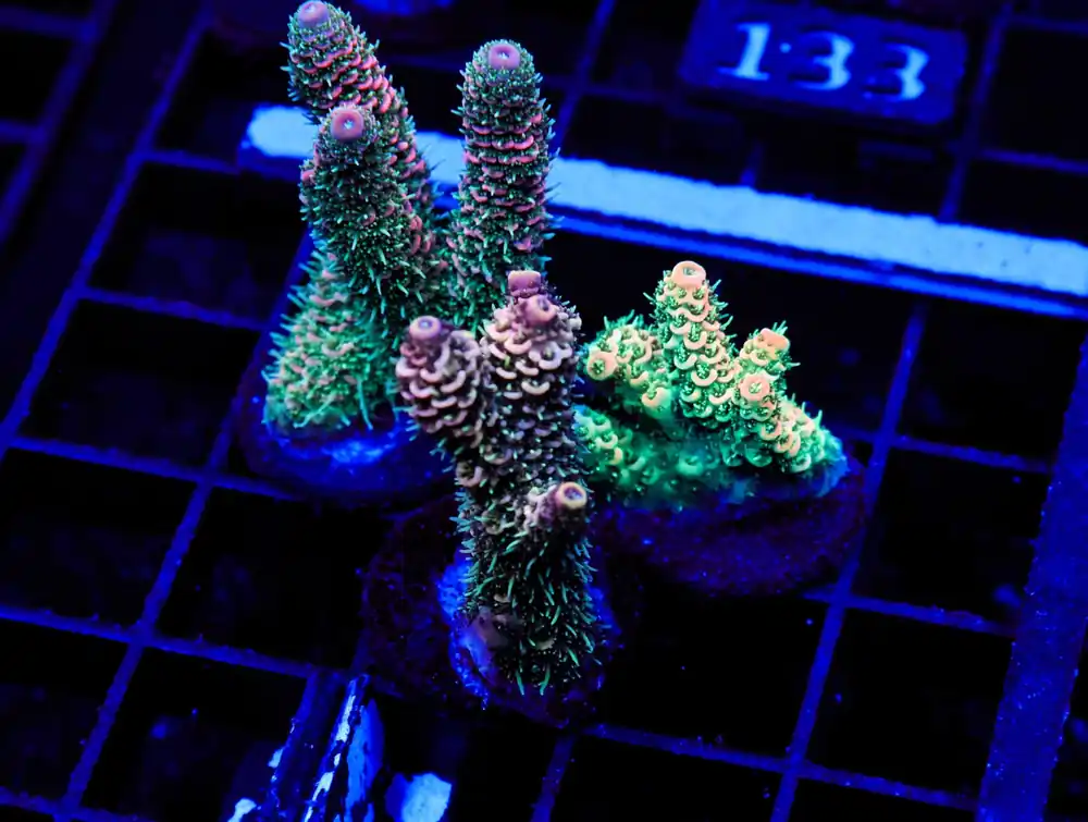 E126 – 3PK INDO ACRO PREMIUM MILLE CULTURED - Saltwater