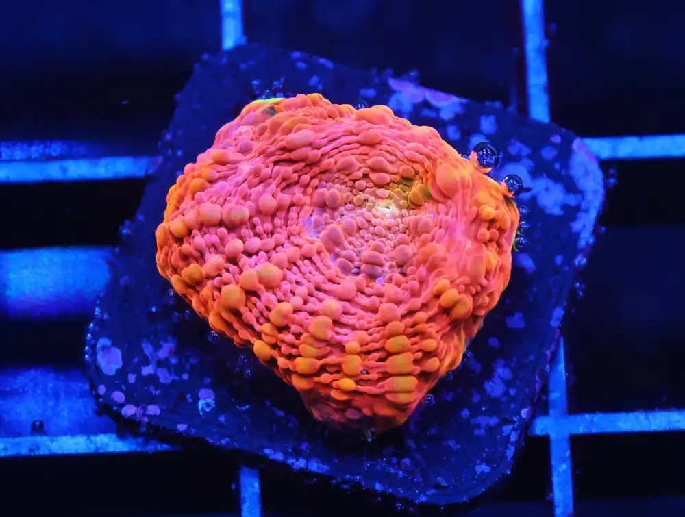 C162 – SDC ORANGE CRUSH ACAN ECHINATA - Saltwater