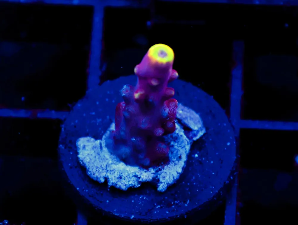 C314 – SDC FOX FLAME ACRO - Saltwater