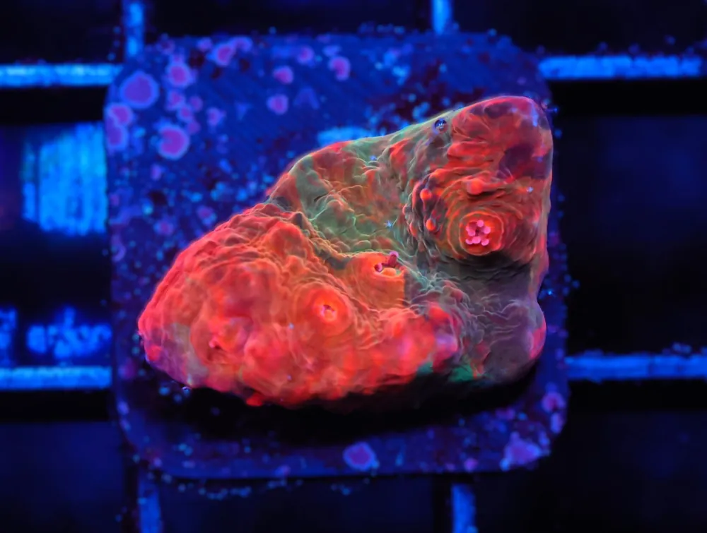 C240 – SDC RAINBOW JELLYBEAN CHALICE - Saltwater