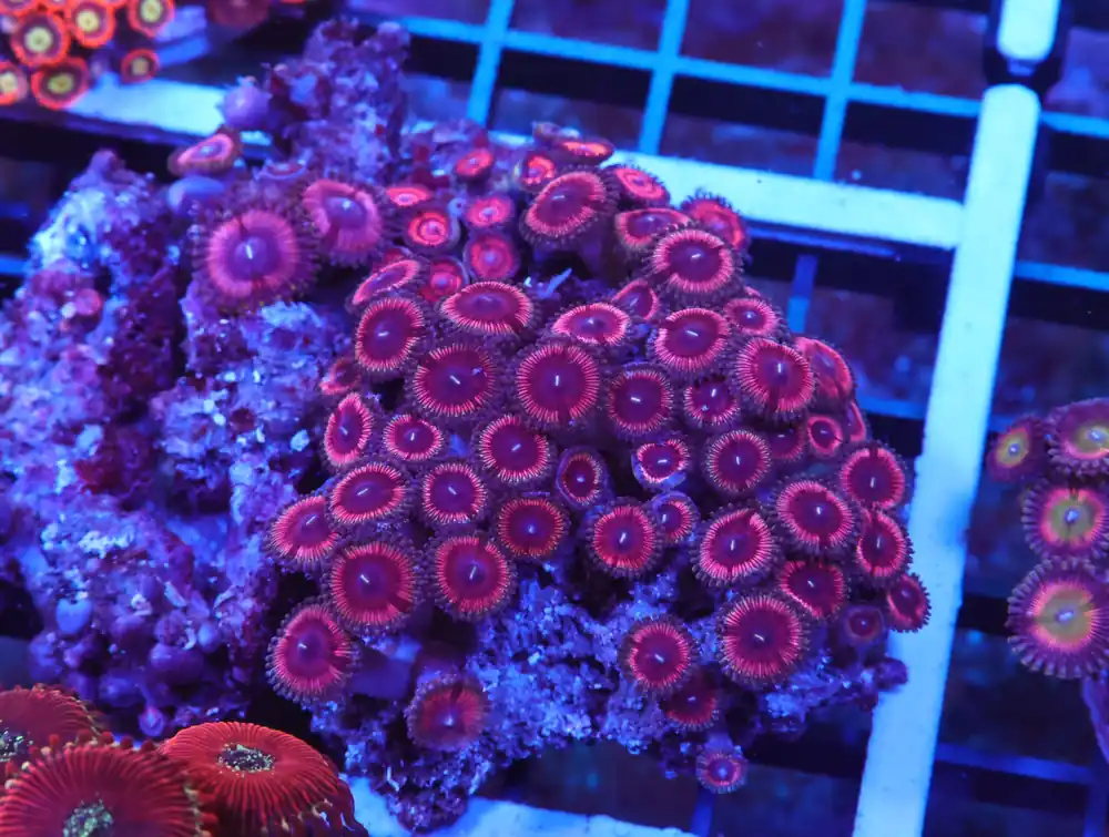 X126 – INDO PINK PASSION ZOA - Saltwater