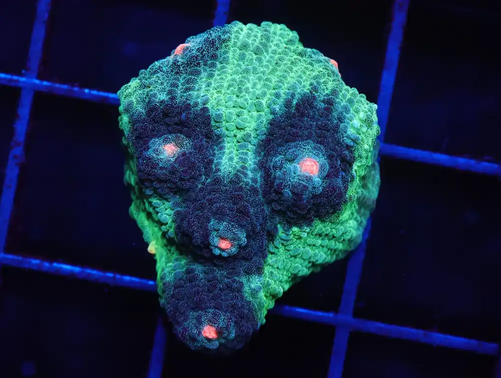 C06 – SDC PINK EYED ALIEN CHALICE - Saltwater