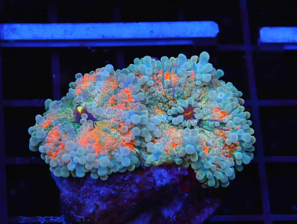 B118 – WARPED DREAM TRACHY - Furnace B : Amazing variety of awesome corals every week!