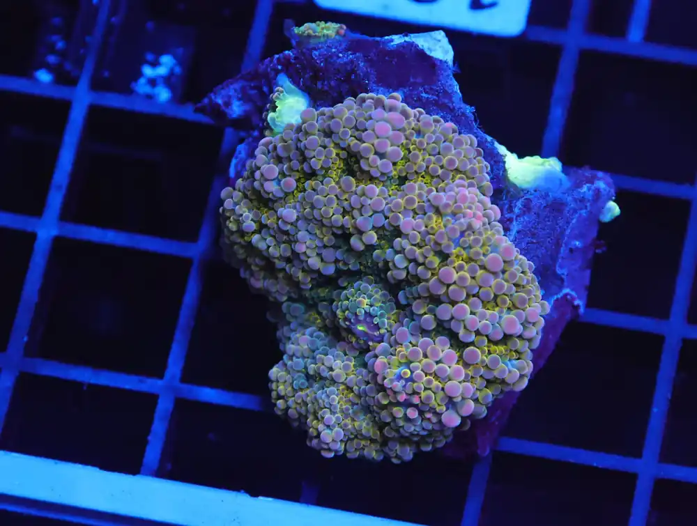 B122 – GOLDEN PRINCESS RICORDEA MUSHROOM - Furnace B : Amazing variety of awesome corals every week!