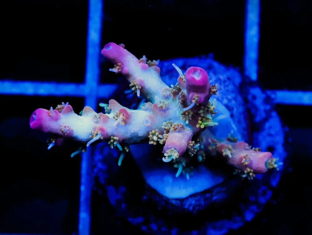 C104 – SDC TWISTED SISTER ACRO - Saltwater
