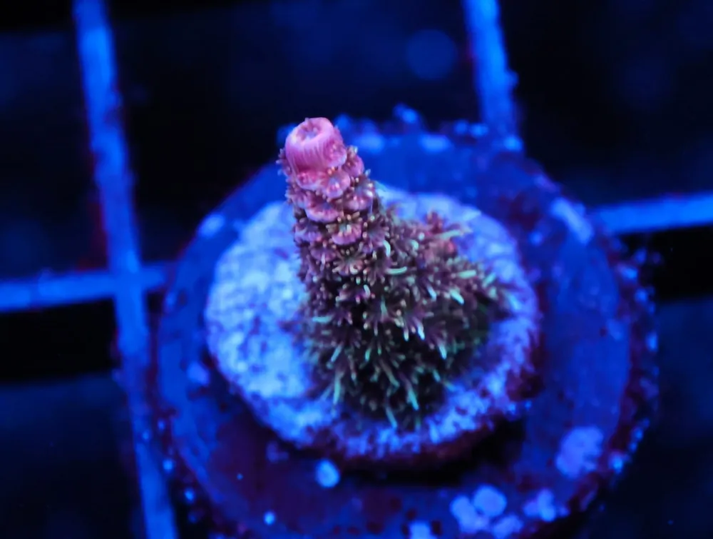 C262 – SDC ACROPORA ASST. PREMIUM - Saltwater