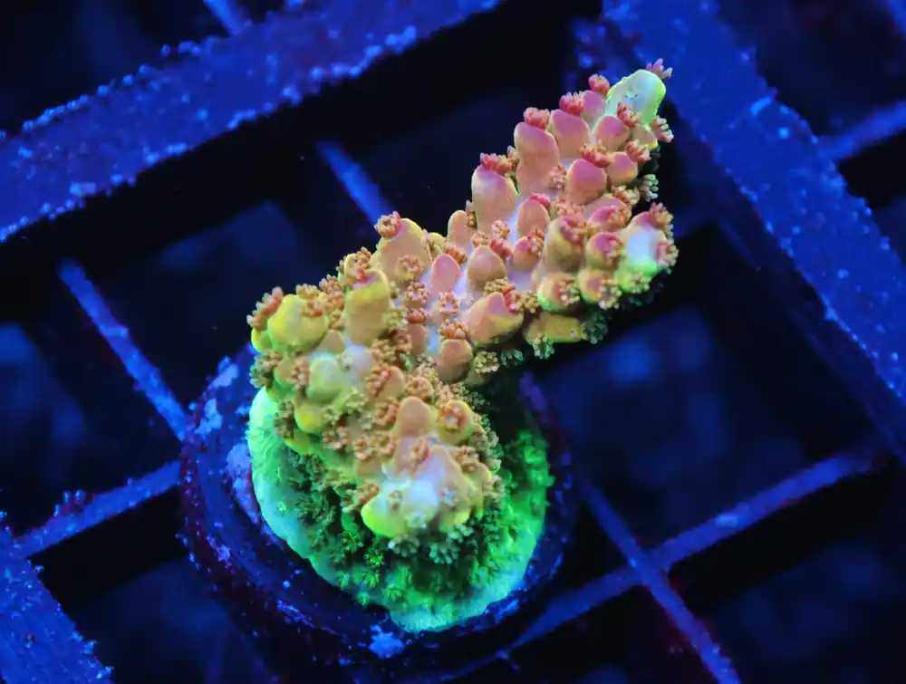 C264 – SDC ACROPORA ASST. PREMIUM - Saltwater