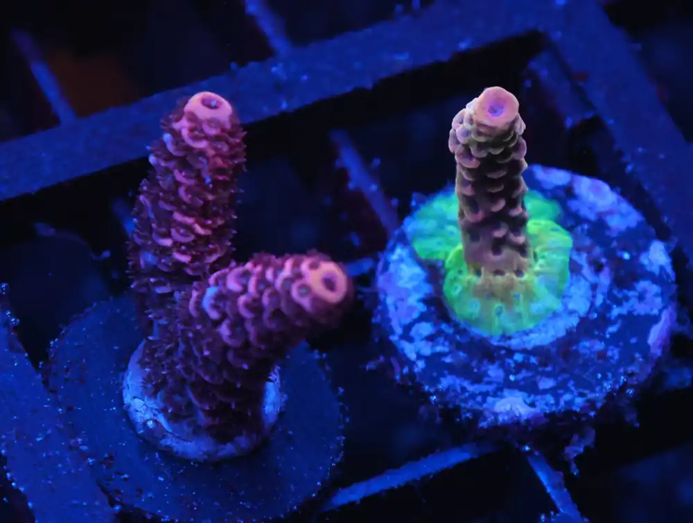 C275 – SDC ACROPORA ASST. PREMIUM 2PC PACK - Saltwater
