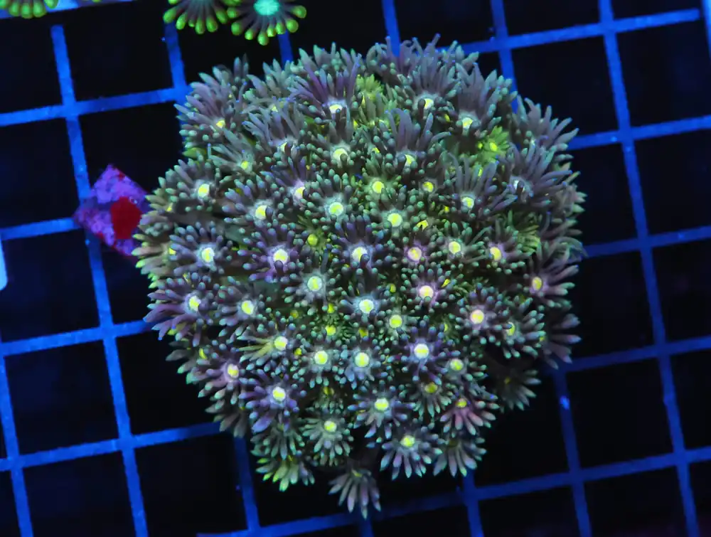 H93 – INDO MARBLED BLUE GREEN GONIOPORA - Saltwater