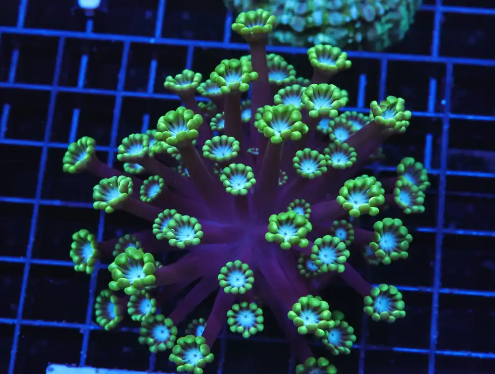 H29 – INDO METALLIC TIP ALVEOPORA - Saltwater