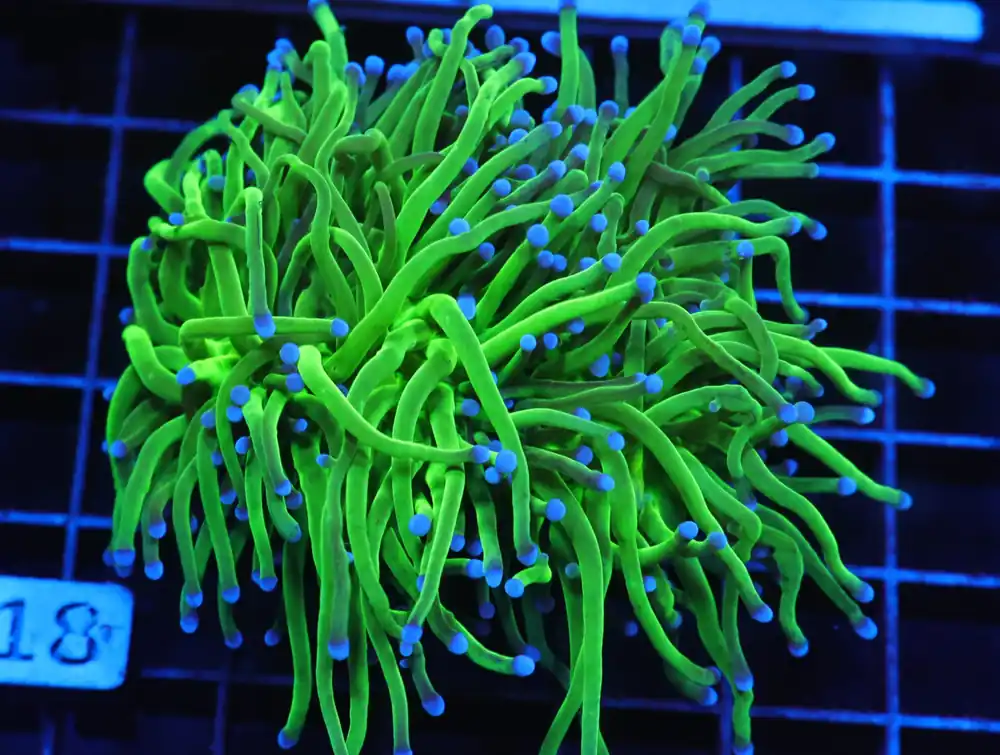 J18 – INDO TORCH GREEN VARIANT 2 HEAD - Saltwater