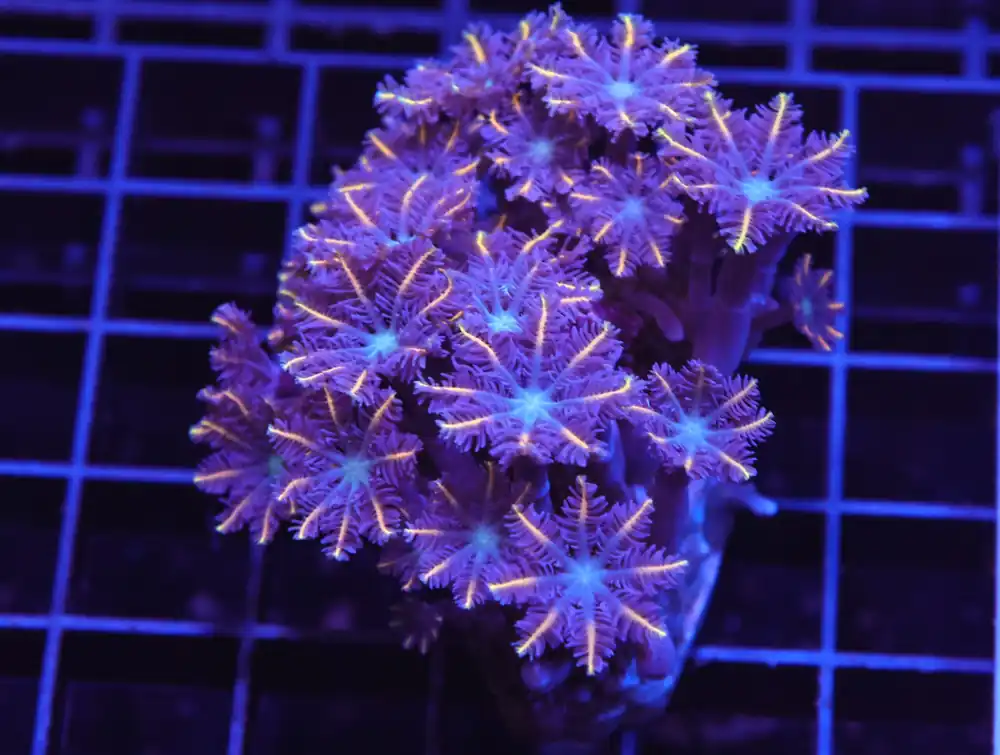 H118 – INDO GLOVE POLYP FIREWORKS - Saltwater