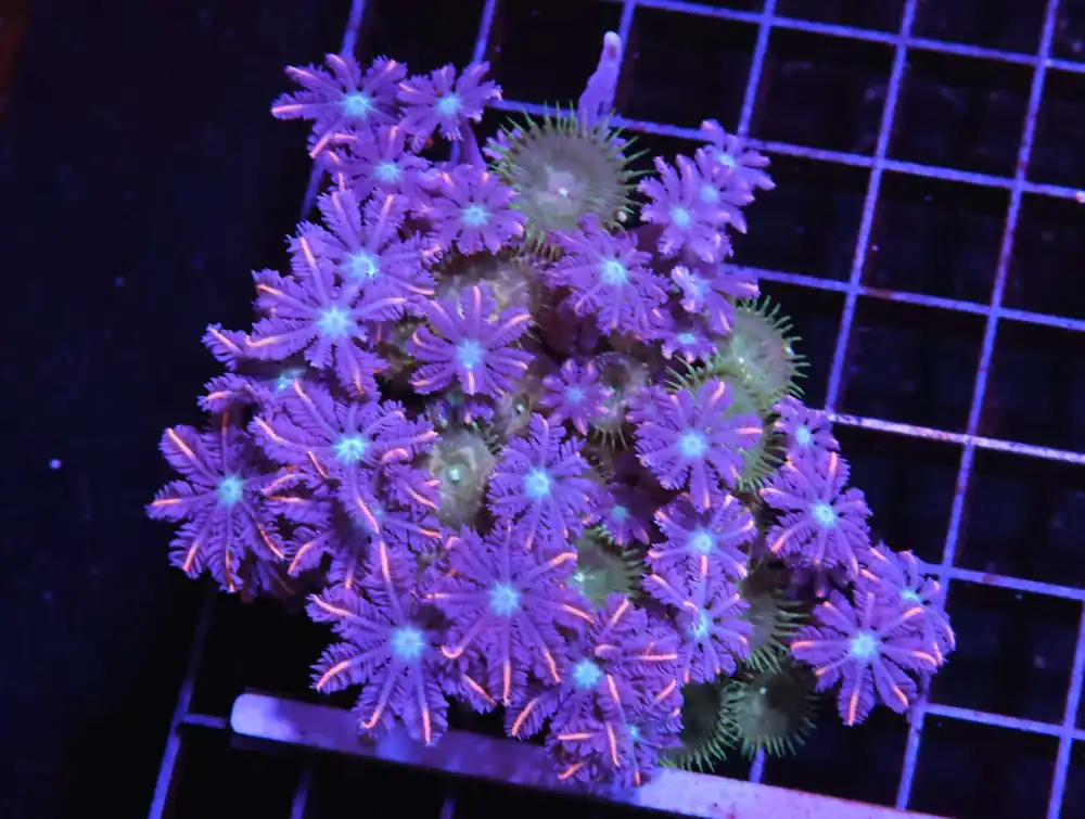 H125 – INDO GLOVE POLYP FIREWORKS - Saltwater