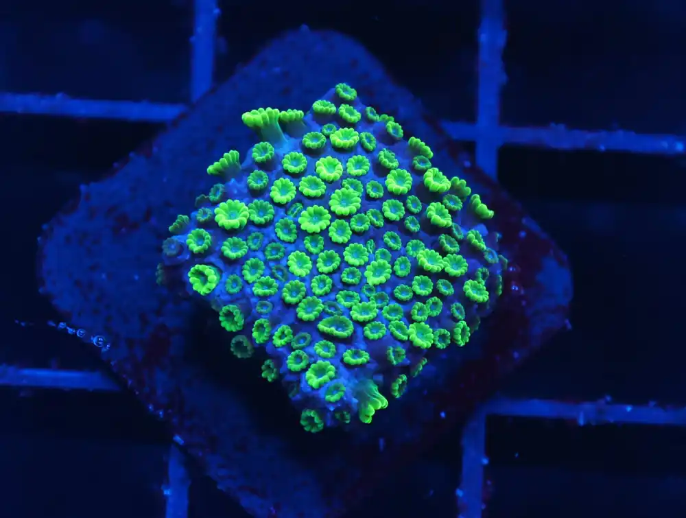 C349 – ALMOST WYSIWYG – SDC ZEN GARDEN MICRO GONI - Saltwater