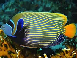 Imperator Angel; Orange Tail; R.S. – Pomacanthus imperator - Fish