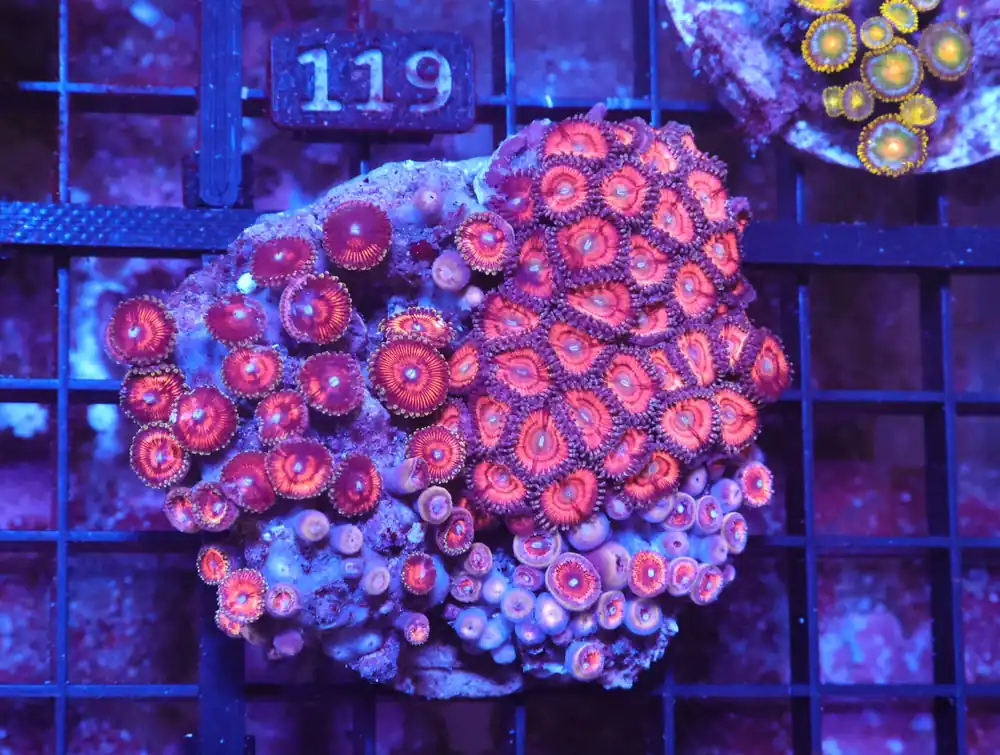 X114 – - Saltwater