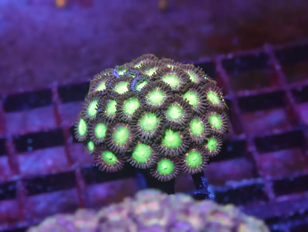 X139 – - Saltwater