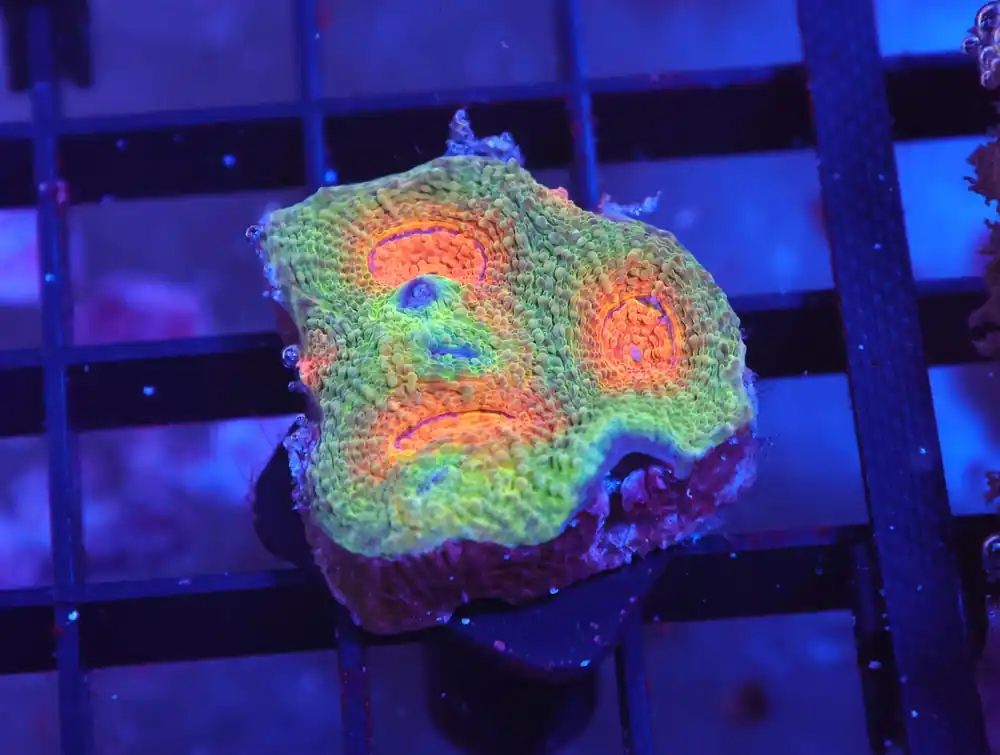 X72 – INDO PINK BLUE EYE ZOA - Saltwater