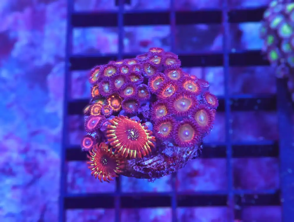 X74 – INDO ULTRA COMBO ZOA CULTURED - Saltwater