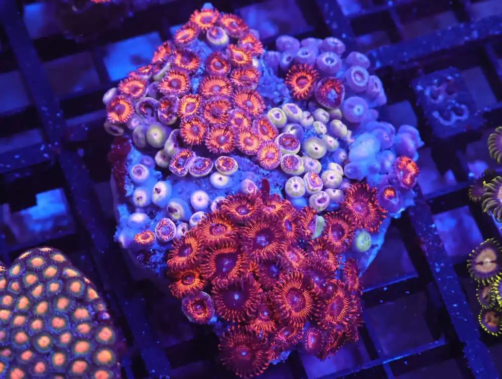 X78 – - Saltwater