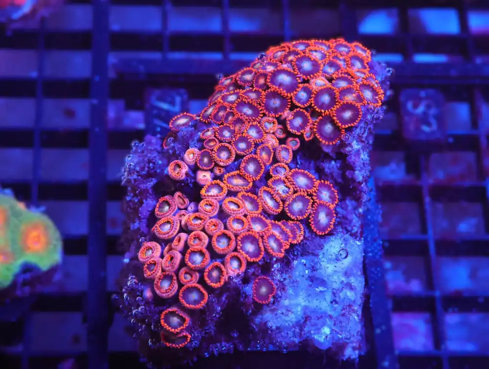 X77 – INDO ULTRA COMBO ZOA CULTURED - Saltwater
