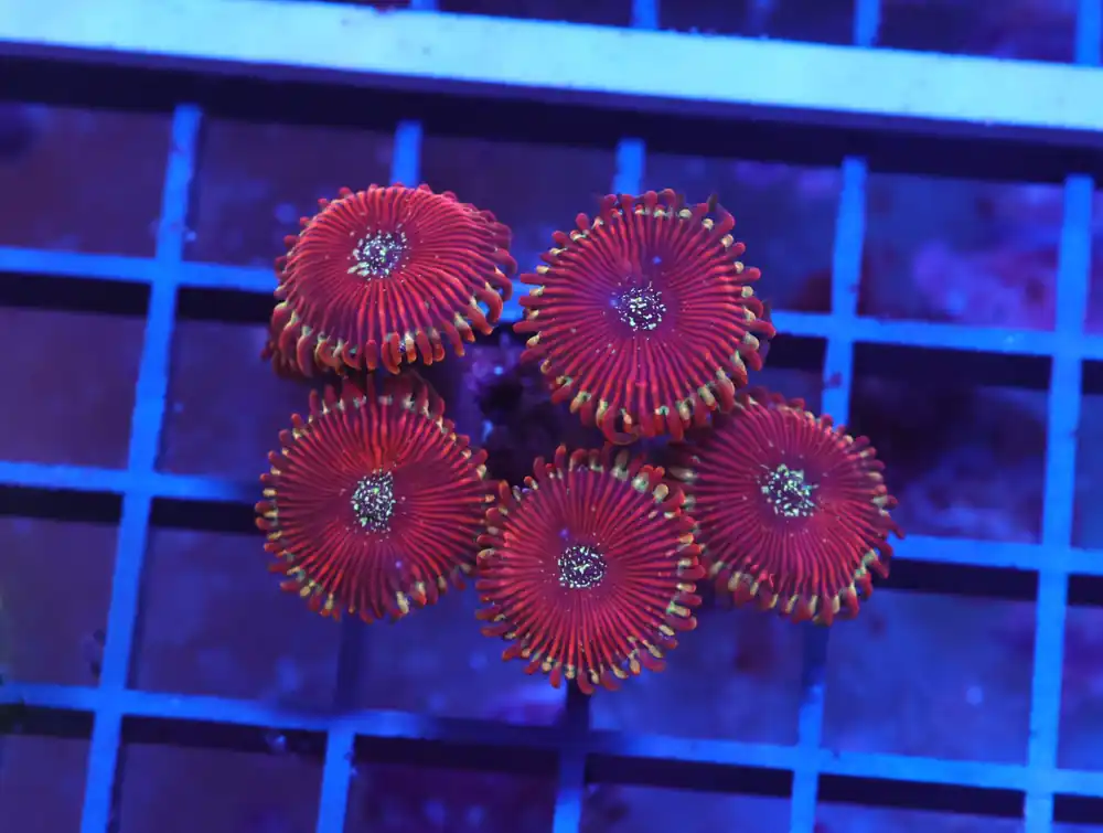 X82 – INDO RED MAGICIAN ZOA - Saltwater