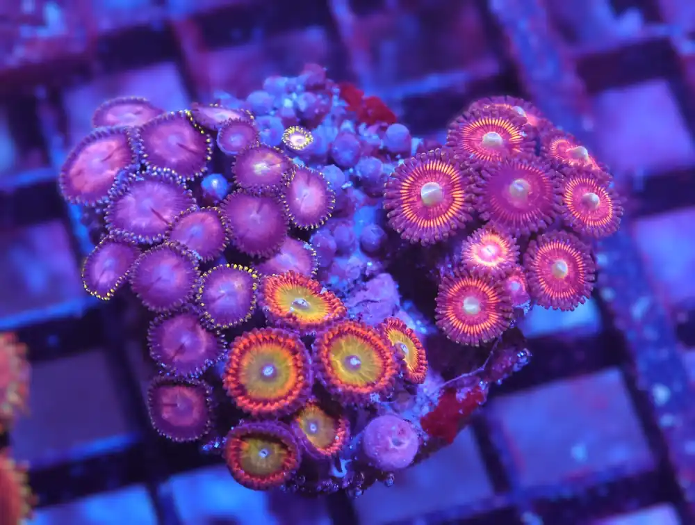 X87 – INDO ULTRA COMBO ZOA CULTURED - Saltwater