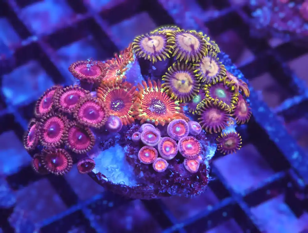 X88 – - Saltwater