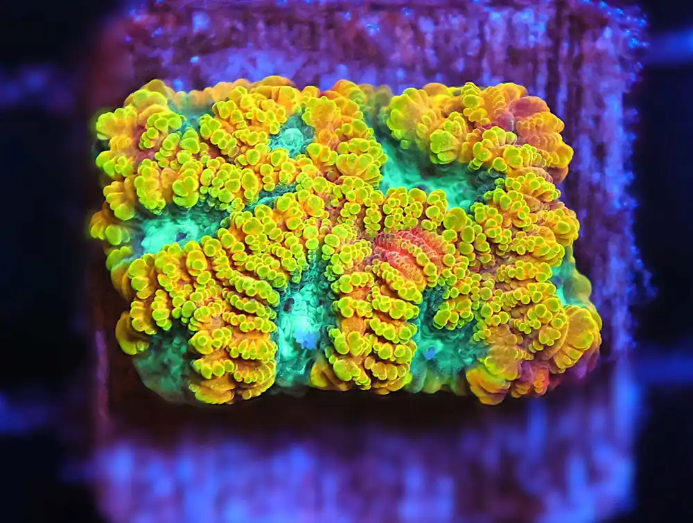 Z02 – - Saltwater