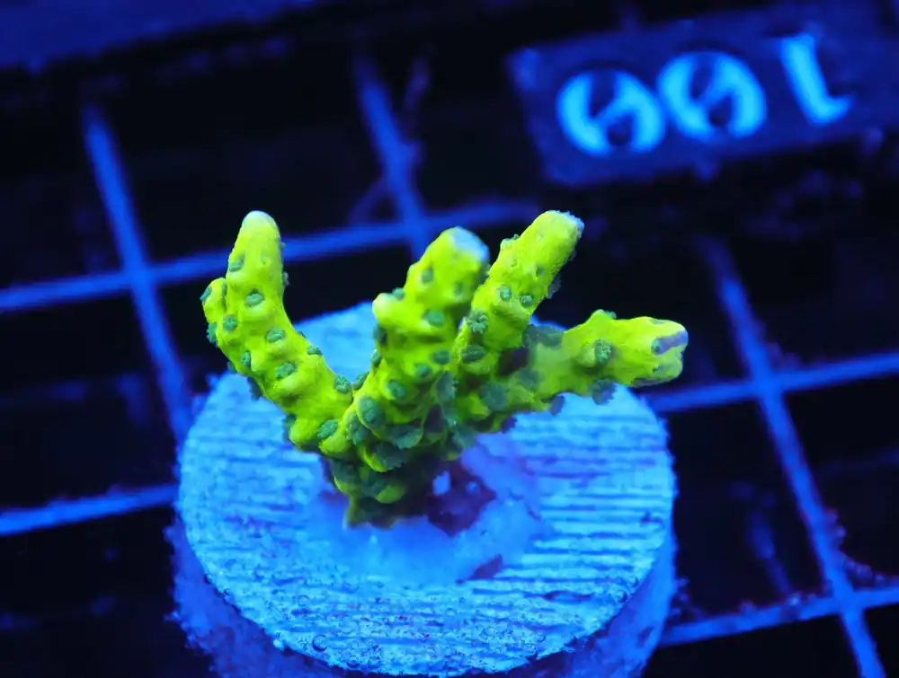 Z100 – - Saltwater