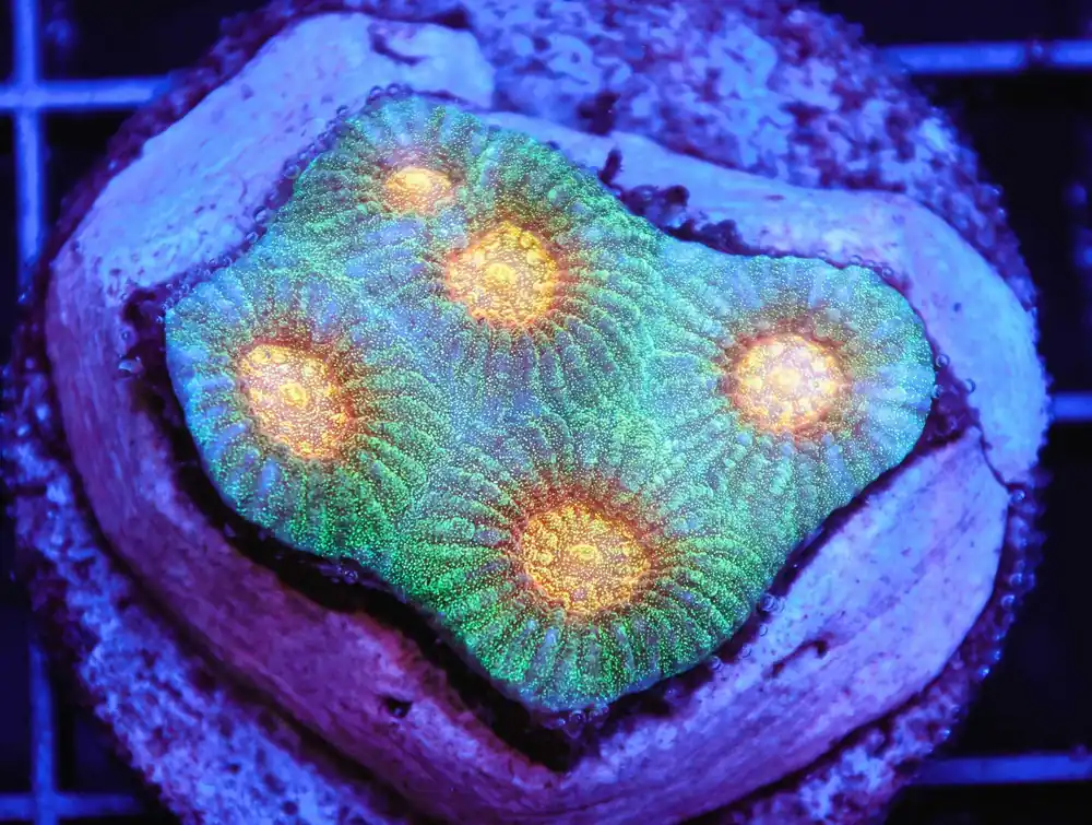 Z08 – - Saltwater