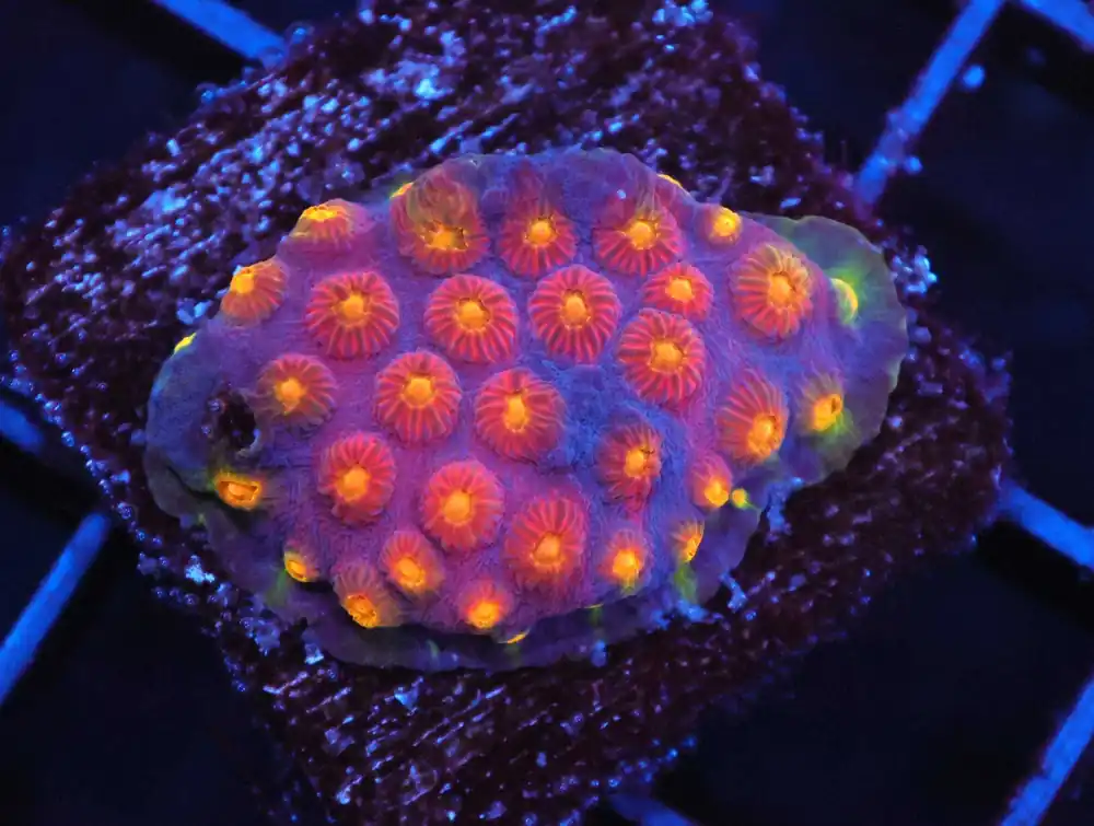Z10 – - Saltwater